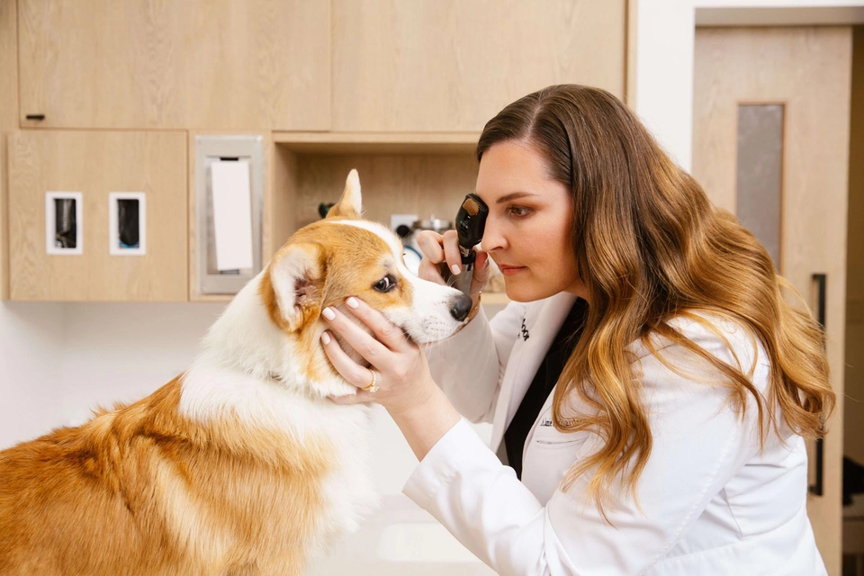 Veterinarian examines Percy the dog