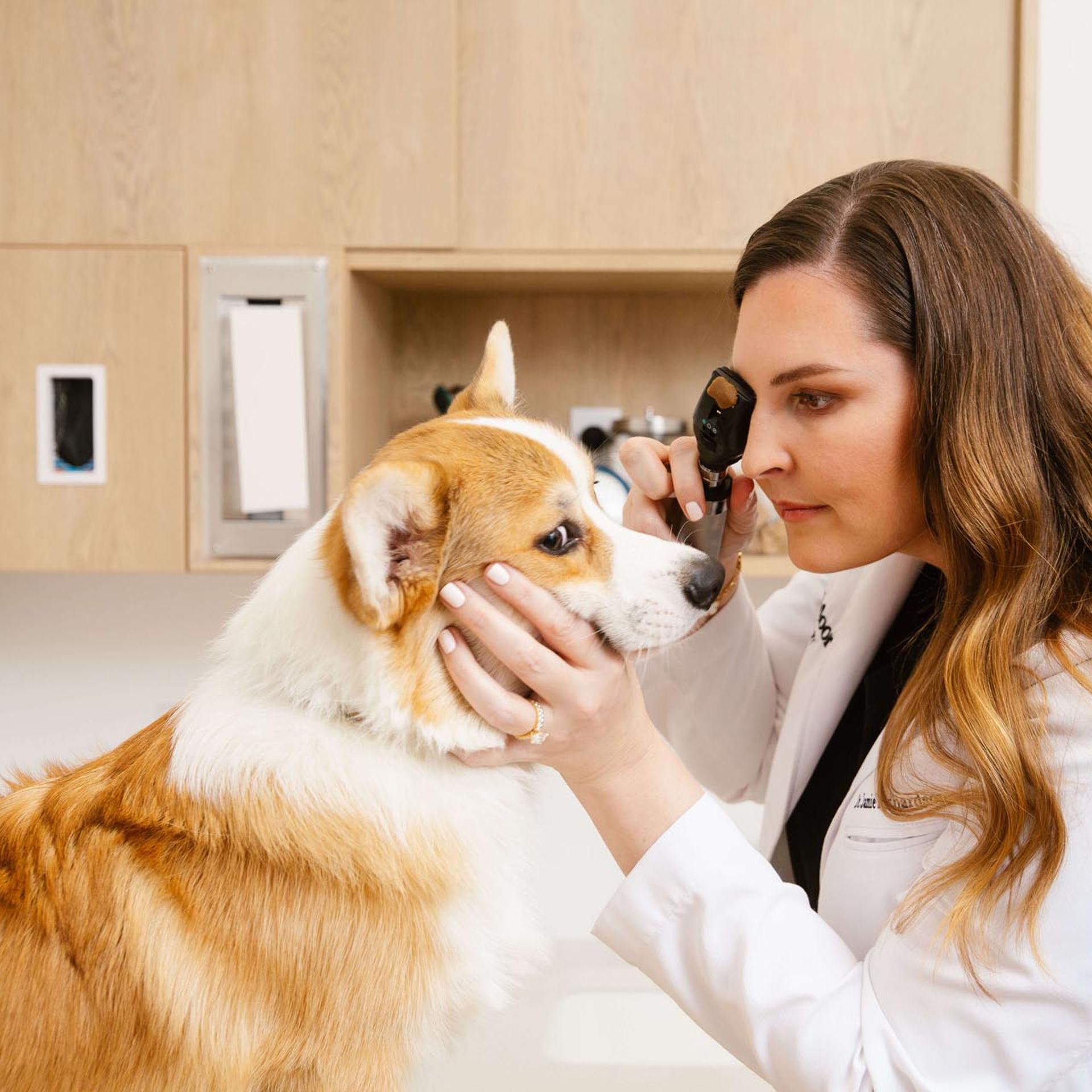 Affordable And Exceptional Veterinary Care Treating Your Pet Without Breaking The Bank - kgh63od