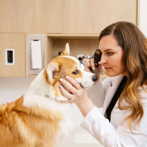 Veterinarian examines Percy the dog.