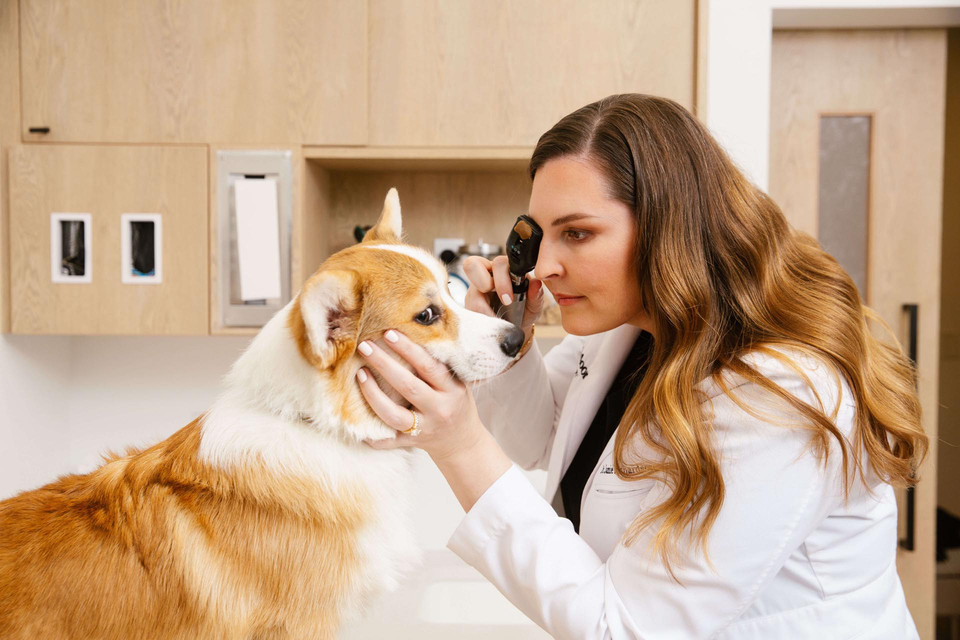 Veterinarian examines Percy the dog.