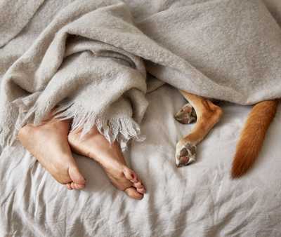 Human feet and dog paws under blanket