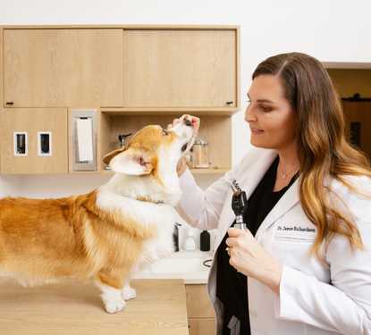 Veterinarian Careers & Benefits | Small Door Veterinary